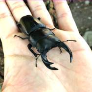 元・黒いダイヤ!『あつまれ どうぶつの森』で採れる「オオクワガタ」ってこんな虫【平坂寛の『あつ森』博物誌】