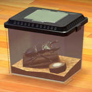 元・黒いダイヤ!『あつまれ どうぶつの森』で採れる「オオクワガタ」ってこんな虫【平坂寛の『あつ森』博物誌】