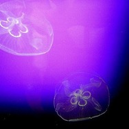 有毒？無毒？どっちなんだい！『あつまれ どうぶつの森』に登場するミズクラゲって何者？【平坂寛の『あつ森』博物誌】