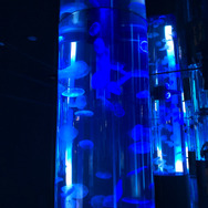 有毒？無毒？どっちなんだい！『あつまれ どうぶつの森』に登場するミズクラゲって何者？【平坂寛の『あつ森』博物誌】