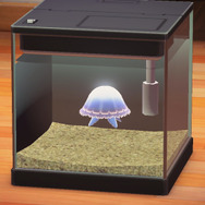 有毒？無毒？どっちなんだい！『あつまれ どうぶつの森』に登場するミズクラゲって何者？【平坂寛の『あつ森』博物誌】