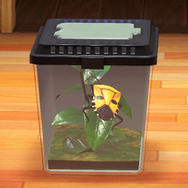 リーゼントヘア…に見えません？『あつまれどうぶつの森』に登場する「ジンメンカメムシ」って何者？【平坂寛の『あつ森』博物誌】