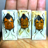 リーゼントヘア…に見えません？『あつまれどうぶつの森』に登場する「ジンメンカメムシ」って何者？【平坂寛の『あつ森』博物誌】