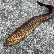 魚なのに…ヒレがない！？『あつまれ どうぶつの森』で釣れるウツボは魚類界の異端児【平坂寛の『あつ森』博物誌】