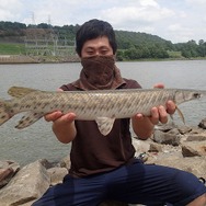 日本にも生息！？『あつまれ どうぶつの森』で釣れる「ガー」ってどんな魚？【平坂寛の『あつ森』博物誌】