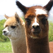 『ルーンファクトリー3』と「アルパカ牧場」がコラボ！モコモコ×モフモフ 秋のなかよしキャンペーン実施