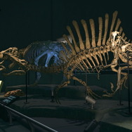 『あつ森』アプデでこっそりと「カメラ機能」がパワーアップ！爆笑必至の「魚眼レンズ」などを追加