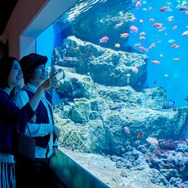 『あつ森』リアルイベントが仙台で開催決定！80種以上のサカナや海の幸を展示、会場のどこかにジョニーも漂着