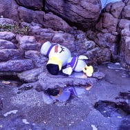 ※画像は横浜・八景島シーパラダイスに漂着していたジョニー