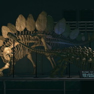 『あつまれ どうぶつの森』