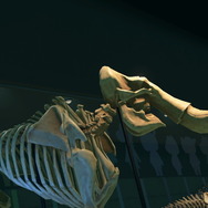 『あつまれ どうぶつの森』