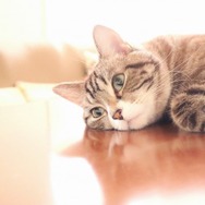 電脳ペットに癒やしを求めるのは間違っているだろうか？犬や猫が飼えるゲーム5選！