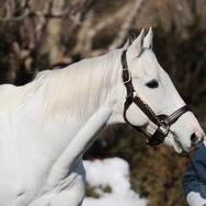 「全ゴルシトレーナーの皆さまへ」…メイタイファームが『ウマ娘』ユーザーに凛々しい御姿を贈る！─「使用もご自由に」