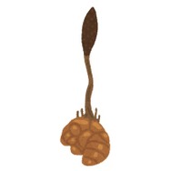 『ポケモンレジェンズ アルセウス』衝撃！パラセクトの本体はやっぱりキノコだった！？