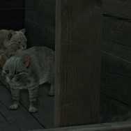 2022年2月22日は「スーパー猫の日」！ツシマの野生ネコから猫耳メイドまで、“猫”関連記事をピックアップ