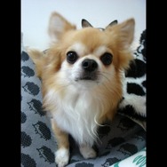 フォトギャラリー