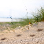 『ポケモン GO』に「アローラ地方のポケモン」が登場決定！ニャビー、モクロー、アシマリと出会えるかも