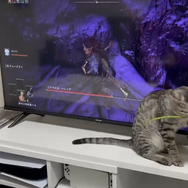 「猫に小指を捧げよ」─“いいね”5万件の『ELDEN RING』プレイスタイルに思わずにっこり
