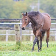 元競走馬「ナイスネイチャ」誕生日記念寄付が今年も幕開け! 開始から半日経たずに1,000万円越え─『ウマ娘』人気にも言及