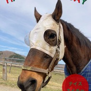 元競走馬「ナイスネイチャ」、本日4月16日で34歳に！ 浦河渡辺牧場、元気に走る勇姿を動画で公開