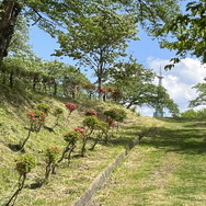 郷土史から始める『太閤立志伝V DX』の遊び方―地元を調べて世界観をより深めよう【特集】