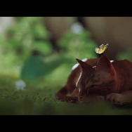 猫ゲー『Stray』は、どこまで「猫の魅力」に溢れているのか？ 猫飼いも納得の豊富なアクション＆猫あるあるを見よ！