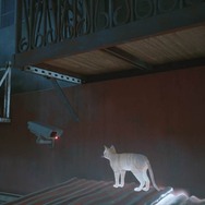 猫ゲー『Stray』は、どこまで「猫の魅力」に溢れているのか？ 猫飼いも納得の豊富なアクション＆猫あるあるを見よ！