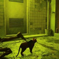 猫ゲー『Stray』は、どこまで「猫の魅力」に溢れているのか？ 猫飼いも納得の豊富なアクション＆猫あるあるを見よ！