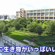 「Minecraftカップ 2022」を応援！動画クリエイター Kazuさんが、生物多様性に迫る動画を公開