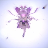 『崩壊：スターレイル』新ワールド「仙舟「羅浮」」公開！「太ト司符玄」を名乗る新キャラも登場