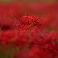 中国ロリータ・ファッションが今熱い！『陰陽師』コラボの和風テイスト「結縁猫物語」が幽玄的な美しさ【写真14枚】