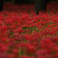 中国ロリータ・ファッションが今熱い！『陰陽師』コラボの和風テイスト「結縁猫物語」が幽玄的な美しさ【写真14枚】