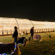 「東京メガイルミ2022-2023」点灯式／撮影：乃木章