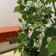 Amazonでお買い物すると、ピカチュウ&イーブイが遊びにくる…!? 「ポケモン」とコラボした限定ボックスが、とにかくキュート