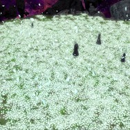 絶望に染まらず済んだ…『FF14』の不良品「エルピスのフラワーライト」を交換対応してもらった話