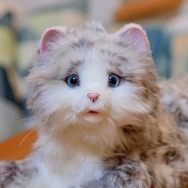 見た目から鳴き声まで、本物そっくり！ペットロボット「あまえんぼうねこちゃん」に新色アイスグレーが1月11日から登場