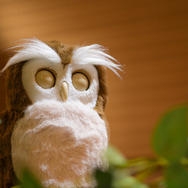 本物そっくりな癒し系ペットロボット「ハッピーふくろう」発売！運勢を占う“開運アドバイザー”としても活躍