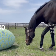 Yogibo Japan（ヨギボージャパン）Twitterからのスクリーンショット。