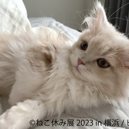 「ねこ休み展 2023 in 横浜」2月10日～11日、開催！可愛さたっぷりの写真展や、本イベントでしか買えないグッズも