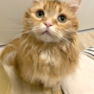 「ねこ休み展 2023 in 横浜」2月10日～11日、開催！可愛さたっぷりの写真展や、本イベントでしか買えないグッズも