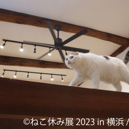 「ねこ休み展 2023 in 横浜」2月10日～11日、開催！可愛さたっぷりの写真展や、本イベントでしか買えないグッズも