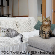 「ねこ休み展 2023 in 横浜」2月10日～11日、開催！可愛さたっぷりの写真展や、本イベントでしか買えないグッズも