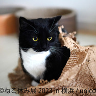 「ねこ休み展 2023 in 横浜」2月10日～11日、開催！可愛さたっぷりの写真展や、本イベントでしか買えないグッズも