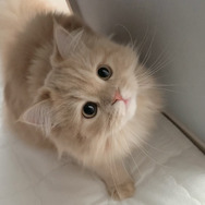 「ねこ休み展 2023 in 横浜」2月10日～11日、開催！可愛さたっぷりの写真展や、本イベントでしか買えないグッズも