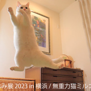 「ねこ休み展 2023 in 横浜」2月10日～11日、開催！可愛さたっぷりの写真展や、本イベントでしか買えないグッズも