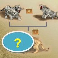 フラゴリア(FRAGORIA)