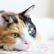 【猫の日特集】現実に疲れたらすべてを投げ出して猫になればいいじゃない！猫になれるゲーム6選