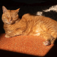 【猫の日特集】現実に疲れたらすべてを投げ出して猫になればいいじゃない！猫になれるゲーム6選