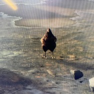 『バイオハザード RE:4』最初の村でアタッシェケースを卵で満タンにしたい！数時間の「卵待ち」の結果は…？