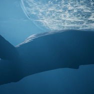 様々な海洋生物となって海の世界を旅する『Whale Fall』第1弾トレイラー公開！イルカやエイ、果てには巨大な鯨まで操作可能